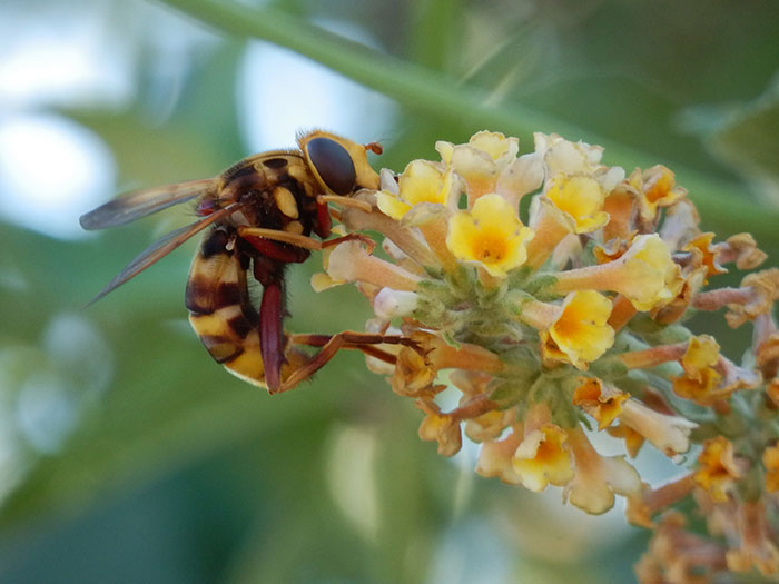 bee wasp fly close up