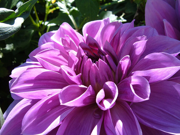 flower purple close up