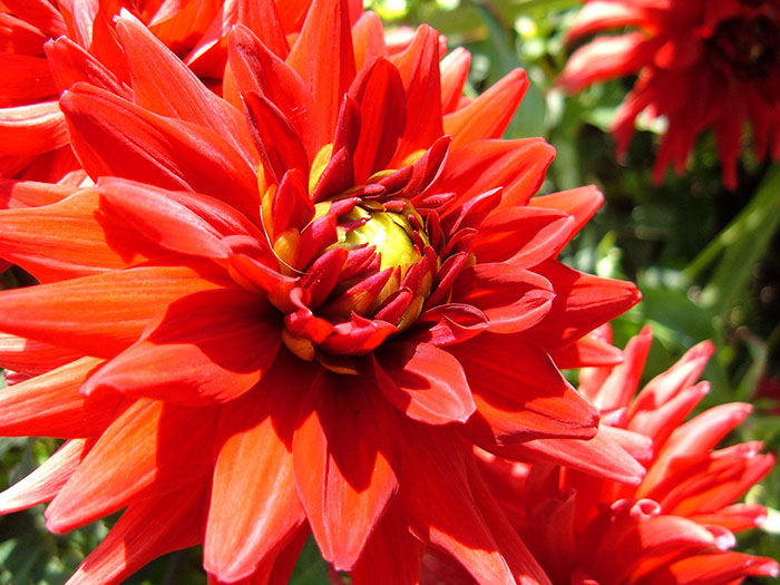 flower red close up