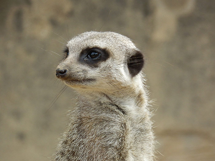meerkat looking over close up