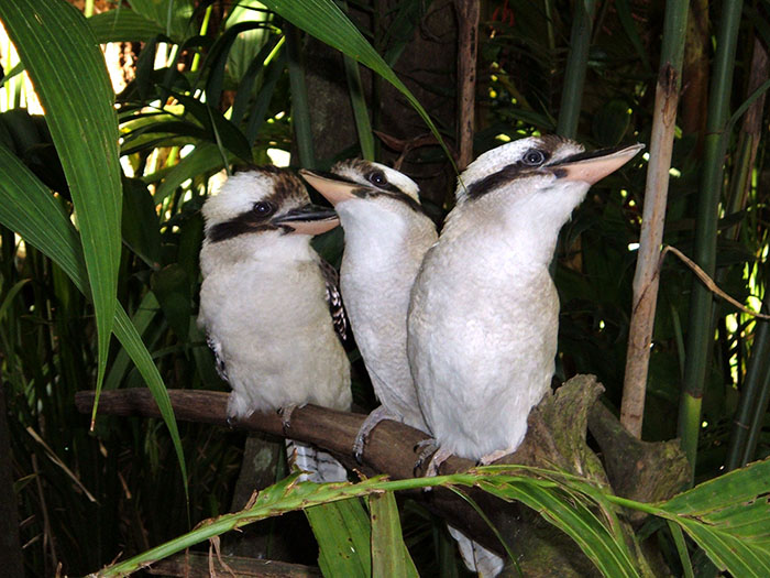 kookaburras in bush