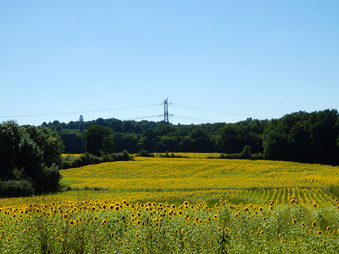 sunflowers field france