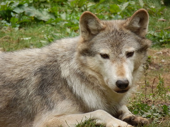 wolf laying close up