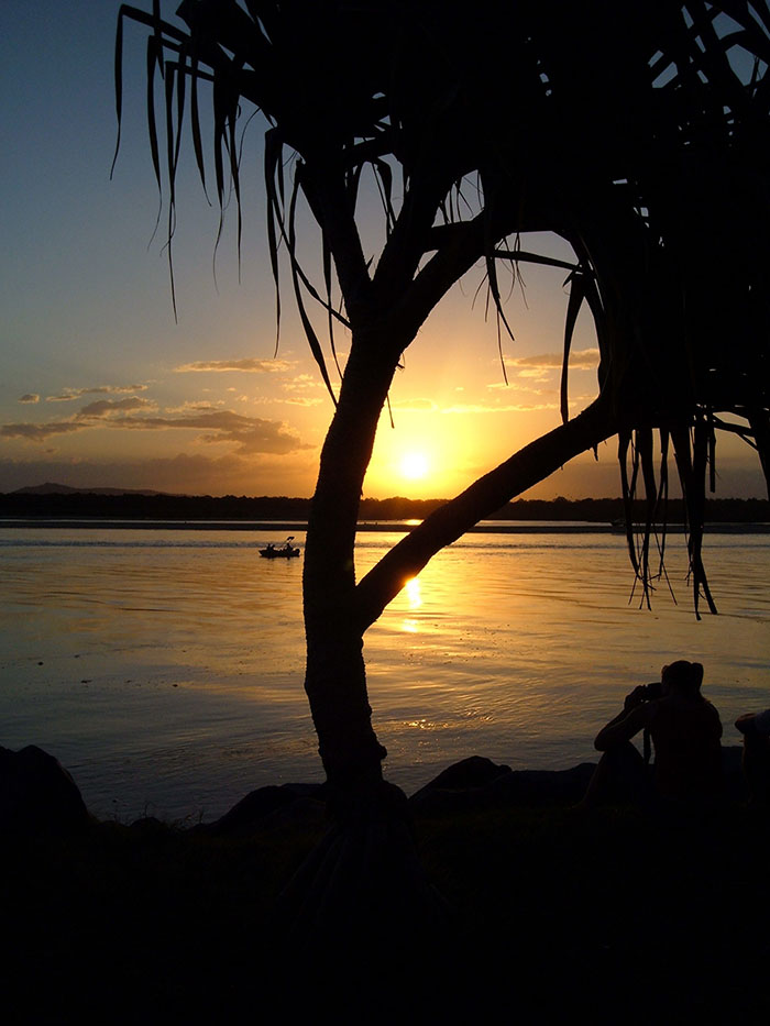 sun set palm tree silhouette